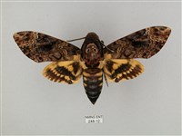 鬼臉天蛾藏品圖，第1張