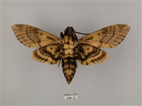 鬼臉天蛾藏品圖，第2張