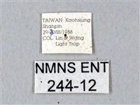 鬼臉天蛾藏品圖，第3張