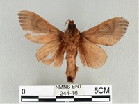 大褐斑枯葉蛾藏品圖，第2張