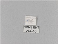 大褐斑枯葉蛾藏品圖，第3張