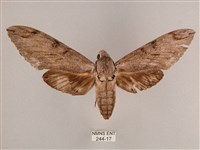 細斜紋霜天蛾藏品圖，第1張