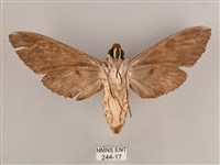 細斜紋霜天蛾藏品圖，第2張