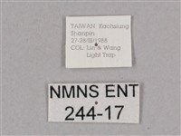 細斜紋霜天蛾藏品圖，第3張