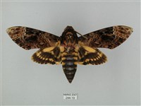 鬼臉天蛾藏品圖，第1張