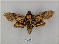 鬼臉天蛾藏品圖，第2張