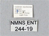 鬼臉天蛾藏品圖，第3張