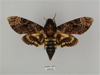 鬼臉天蛾藏品圖，第1張