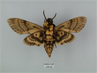 鬼臉天蛾藏品圖，第2張