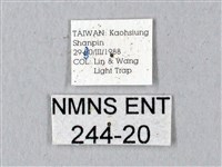 鬼臉天蛾藏品圖，第3張