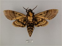 鬼臉天蛾藏品圖，第2張