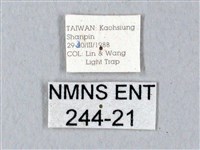 鬼臉天蛾藏品圖，第3張