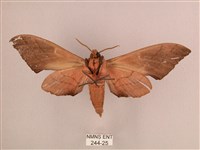 直翅六點天蛾藏品圖，第2張