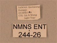 背中白天蛾藏品圖，第3張