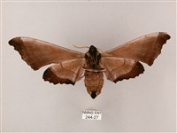 齒翅三線天蛾藏品圖，第2張