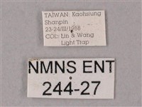 齒翅三線天蛾藏品圖，第3張