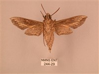 斜線天蛾藏品圖，第2張