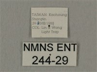 斜線天蛾藏品圖，第3張