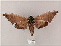 齒翅三線天蛾藏品圖，第2張