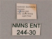 齒翅三線天蛾藏品圖，第3張