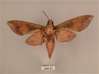 背中白天蛾藏品圖，第2張