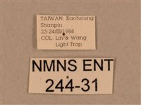 背中白天蛾藏品圖，第3張