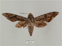 全緣缺角天蛾藏品圖，第1張