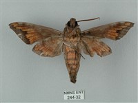 全緣缺角天蛾藏品圖，第2張