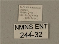 全緣缺角天蛾藏品圖，第3張