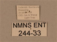 背中白天蛾藏品圖，第3張