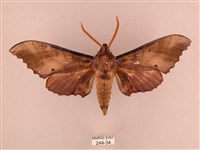 栗六點天蛾藏品圖，第1張