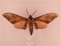 栗六點天蛾藏品圖，第2張