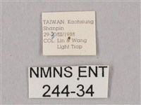 栗六點天蛾藏品圖，第3張