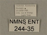 全緣缺角天蛾藏品圖，第3張