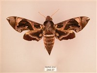 暗綠白腰天蛾藏品圖，第1張