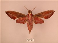 暗綠白腰天蛾藏品圖，第2張