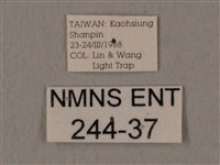 暗綠白腰天蛾藏品圖，第3張