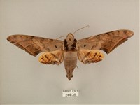 臺灣鷹翅天蛾藏品圖，第1張