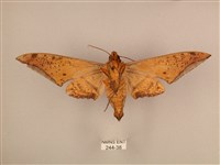 臺灣鷹翅天蛾藏品圖，第2張