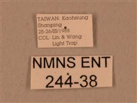 臺灣鷹翅天蛾藏品圖，第3張