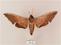 齒翅三線天蛾藏品圖，第2張