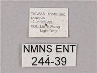 齒翅三線天蛾藏品圖，第3張