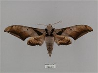 黑帶鷹翅天蛾藏品圖，第1張