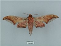 黑帶鷹翅天蛾藏品圖，第2張