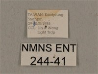 黑帶鷹翅天蛾藏品圖，第3張