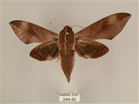 背中白天蛾藏品圖，第1張