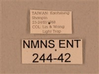 背中白天蛾藏品圖，第3張