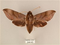 背中白天蛾藏品圖，第1張