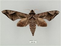 全緣缺角天蛾藏品圖，第1張