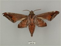 全緣缺角天蛾藏品圖，第2張